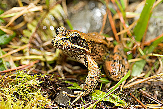 青蛙,不列颠哥伦比亚省,加拿大