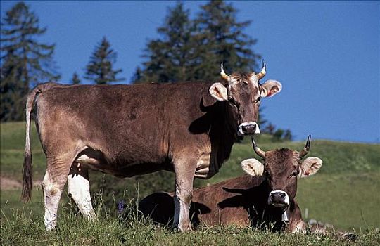 母牛,哺乳动物,草场,草地,格劳宾登州,瑞士,欧洲,牲畜,动物