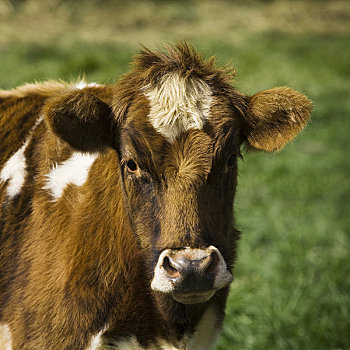 肖像,母牛,冰岛