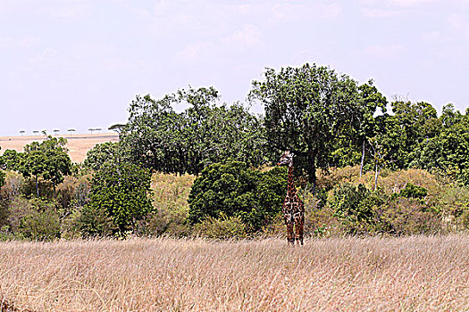 肯尼亚非洲大草原长颈鹿