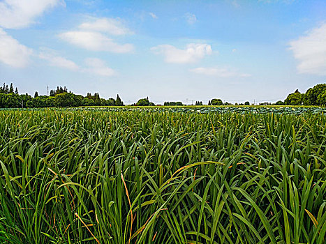 田野茭白