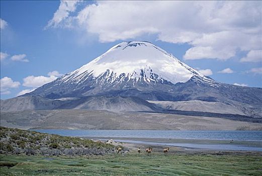 火山,小羊驼,牧群,拉乌卡国家公园,智利
