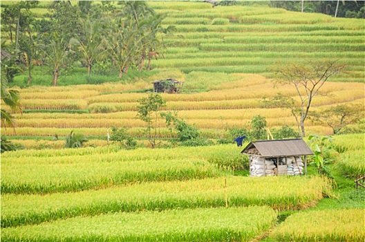 稻米,巴厘岛
