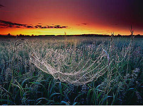 蜘蛛网,黎明,靠近,公园,艾伯塔省,加拿大