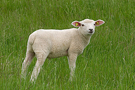 羊羔,站立,草,看,东方,下萨克森,德国,欧洲