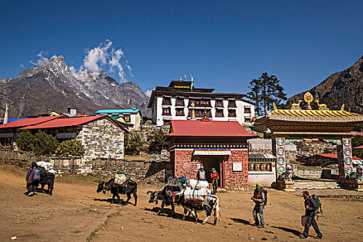 满载,牦牛,正面,寺院,昆布,地区,珠穆朗玛峰,区域,尼泊尔,亚洲