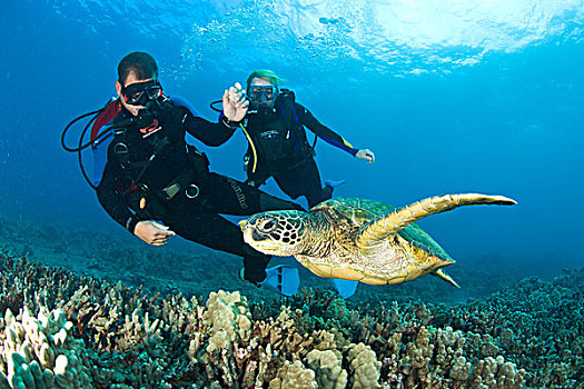 潜水,绿海龟,龟类,海洋,靠近,南,毛伊岛,夏威夷,美国