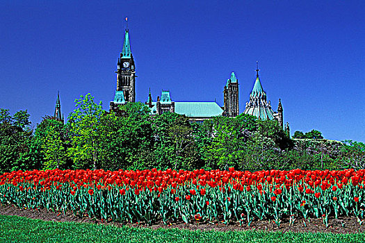国会大厦,山,公园,红色,郁金香,渥太华,安大略省,加拿大