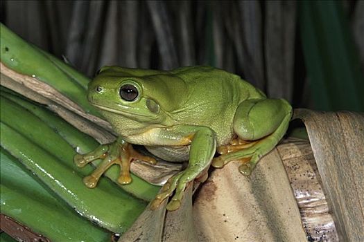 树蛙,金伯利,西澳大利亚