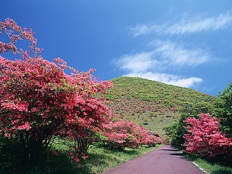 杜鹃花,公园