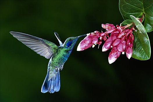 绿紫耳蜂鸟,蜂鸟,石南,花,雾林,哥斯达黎加