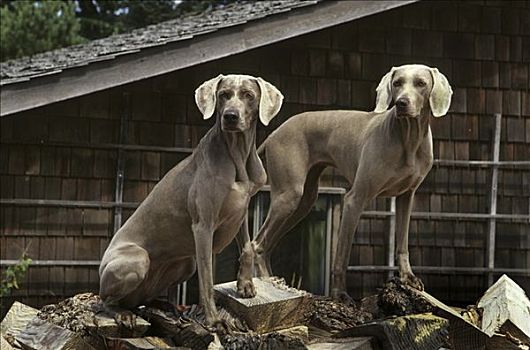 两个,魏玛犬,狗,堆积,木柴