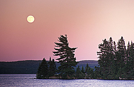 月亮,松树,日落,阿尔冈金省立公园,安大略省,加拿大