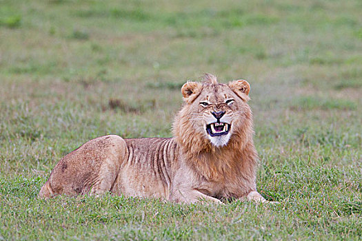 雄性,狮子,大型猫科动物,大象,公园,南非