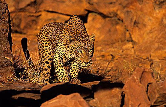 豹,猎捕,纳米比亚,非洲