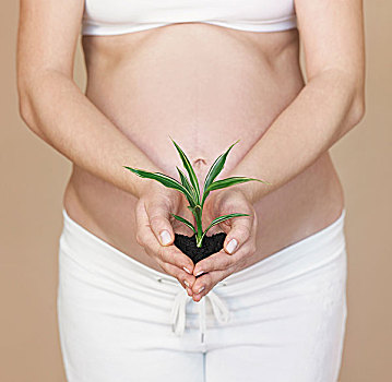 怀孕,植物