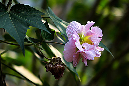 美丽的芙蓉花,木芙蓉,拒霜花,木莲,地芙蓉,华木