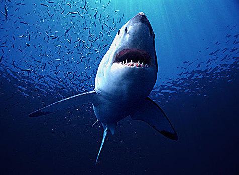 大白鲨,沙鲨属,游动,岛屿,澳大利亚,数码合成