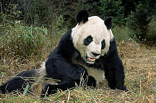 大熊猫,卧龙自然保护区,四川,中国
