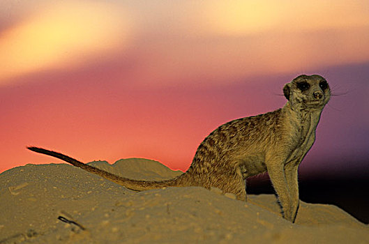 蒙哥,细尾獴属,日落,卡拉哈迪大羚羊国家公园,卡拉哈里沙漠,南非,非洲
