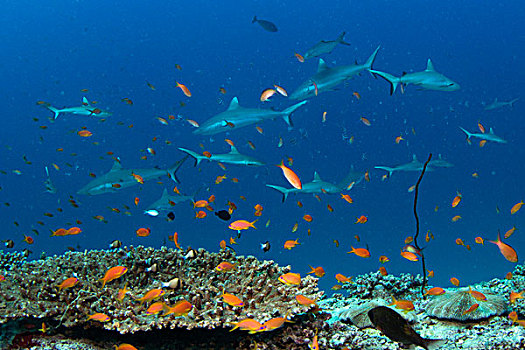 礁石,鲨鱼,靠近,环礁,马尔代夫,印度洋