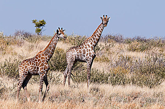 南方长颈鹿,长颈鹿,中心,卡拉哈里沙漠,国家公园,博茨瓦纳