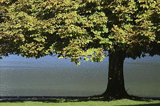 栗子树,上巴伐利亚,巴伐利亚,德国