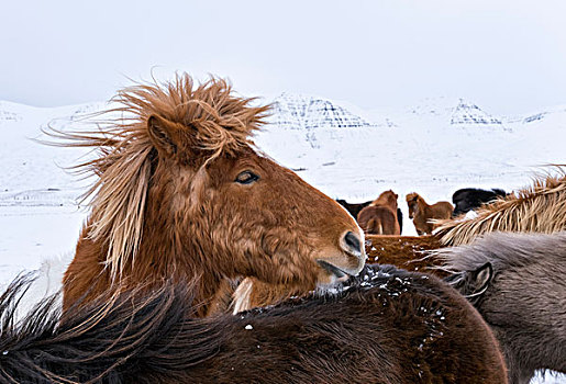 冰岛马,特色,冬季外套,传统,冰岛,痕迹,起点,背影,马,维京,中世纪,大幅,尺寸