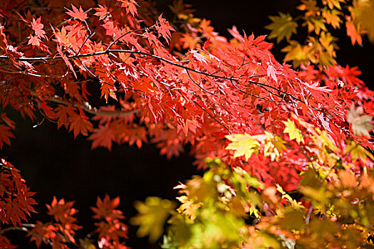 本溪,大石湖,景区,旅游,山坡,峡谷,山谷,植被,自然,风光,秋季,红叶,色彩,艳丽,湖水,瀑布