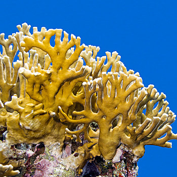 珊瑚礁,珊瑚,背景,深海