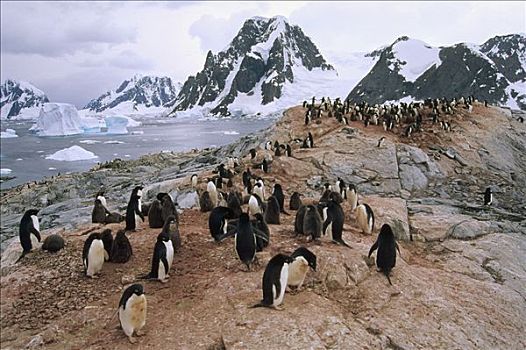 阿德利企鹅,栖息地,南极半岛,南极