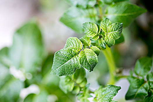 土豆,植物,新叶,绿叶