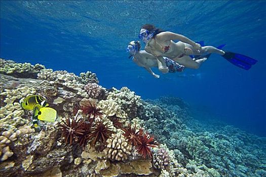 夏威夷,伴侣,自由潜水,上方,珊瑚礁