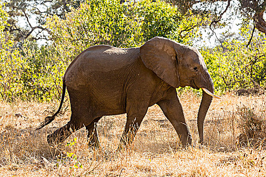 非洲象,马沙图禁猎区,博茨瓦纳,非洲