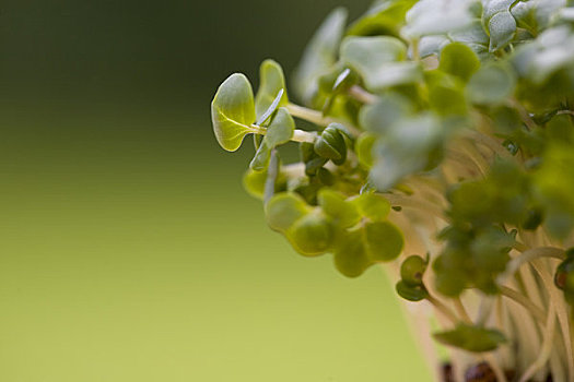 豆瓣菜