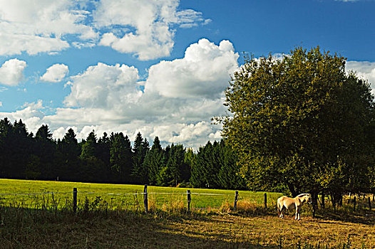 马,草场,莱茵兰普法尔茨州,德国