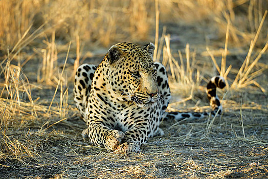 豹,卧,纳米比亚,非洲