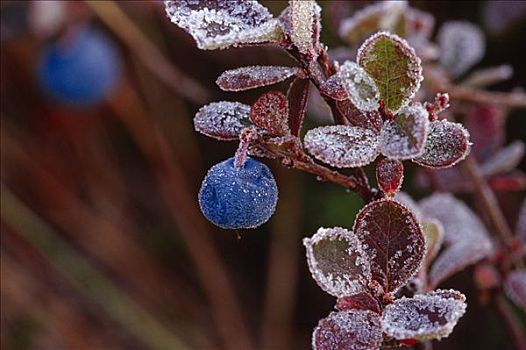 特写,蓝莓,苔原,秋天,德纳里国家公园