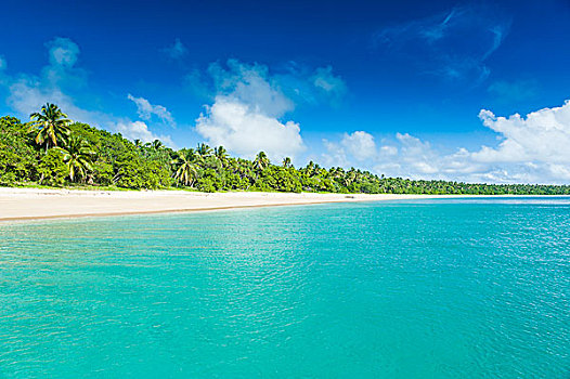 棕榈树,白沙滩,岛屿,汤加,南太平洋