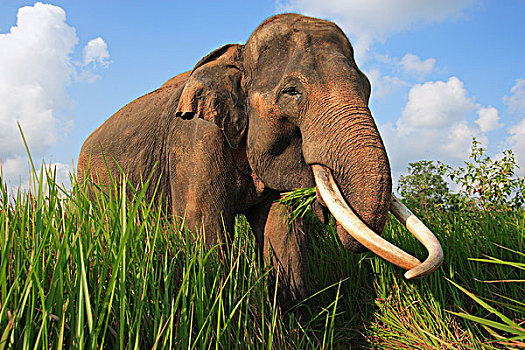 亚洲象,象属,吃草,道路,国家公园,苏门答腊岛,印度尼西亚