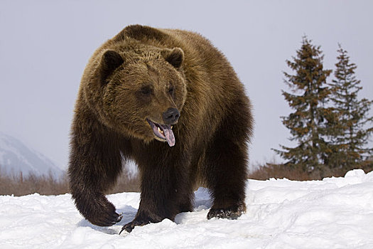 俘获,站立,冬天,阿拉斯加野生动物保护中心,阿拉斯加