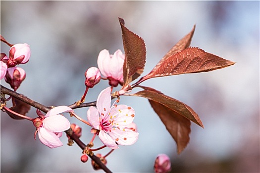 粉色,李子,花