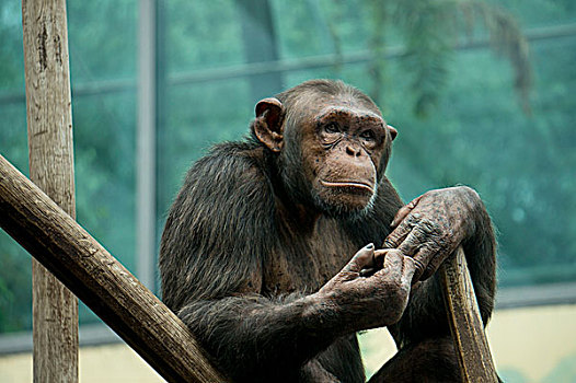 思考,猴子,坐,黑猩猩,类人猿