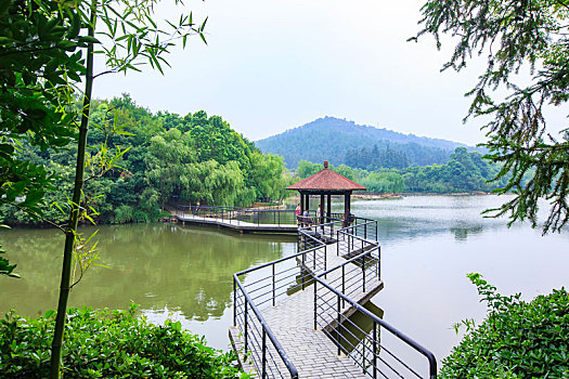 湖,涌泉湖,水面,树,定海神针