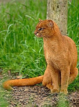 美洲山猫,成年,坐,红色,彩色,阶段