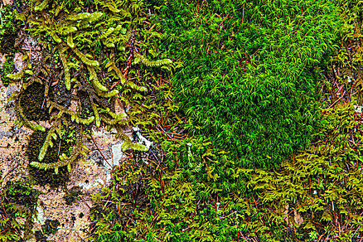 苔藓,繁盛,漂石,冰川国家公园,蒙大拿,美国
