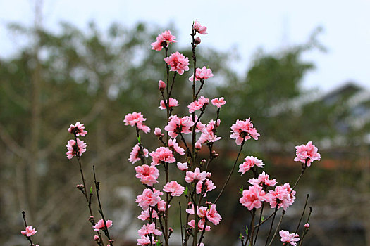 寿星桃花