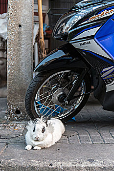 兔子,曼谷