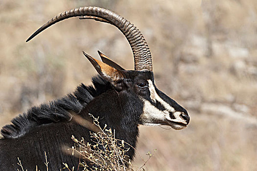 羚羊,尼日尔,成年,雄性,头像,克鲁格国家公园,南非,非洲