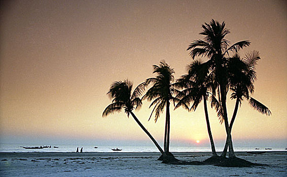 椰树,枝条,站立,旁侧,海滩,孟加拉